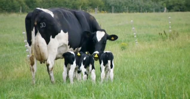 Triple Cow Birth_2