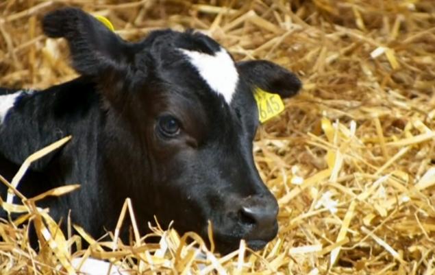 Triple Cow Birth_3