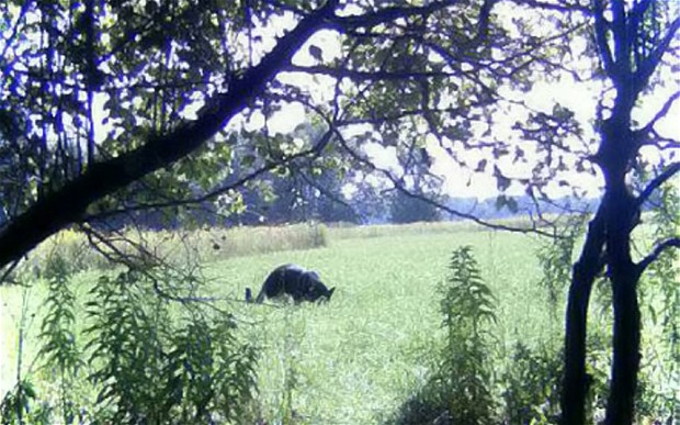 Click to enlarge Beast of Trowbridge