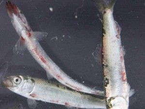 herring