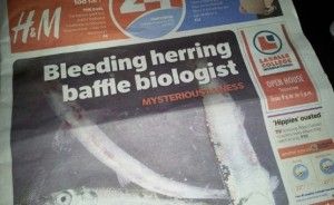 herring