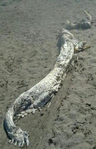 Click to enlarge Strange Fish
