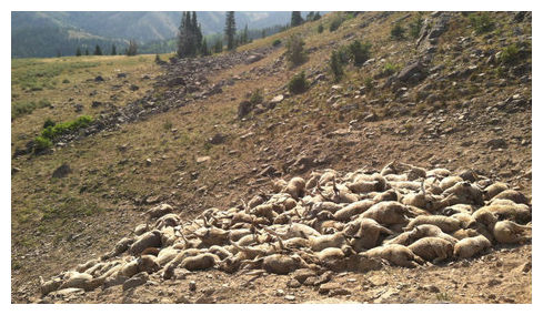 Dead Sheep
