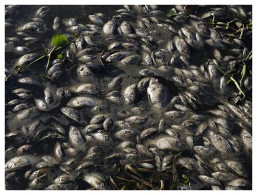 Dead Fish