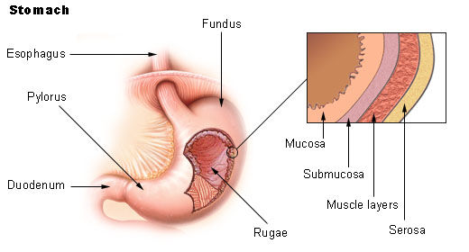 Click to enlarge Image