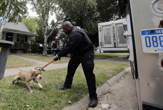 detroit dogs