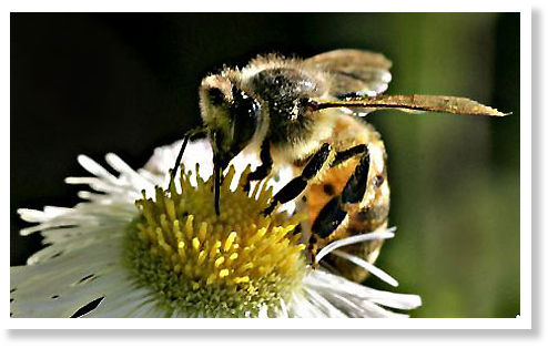 honey bee