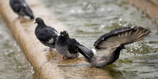 zombie pigeons