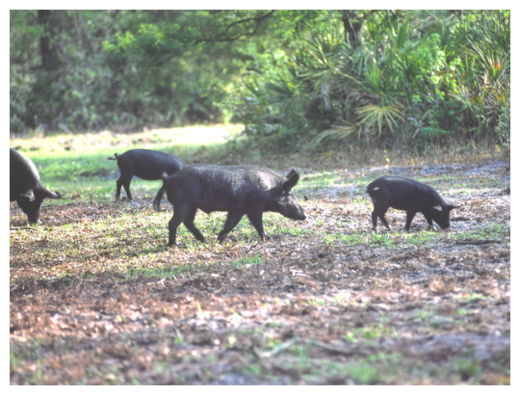 Click to enlarge Wild Hogs