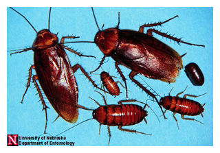 Cockroach