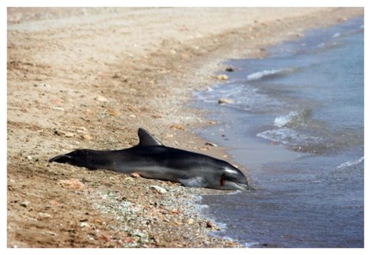 Click to enlarge Dead Dolphin