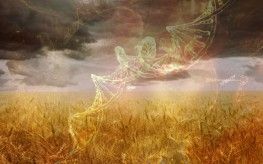 field of wheat