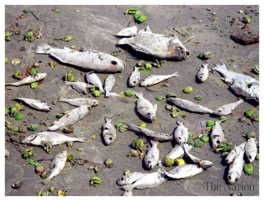 Click to enlarge Dead Fishes