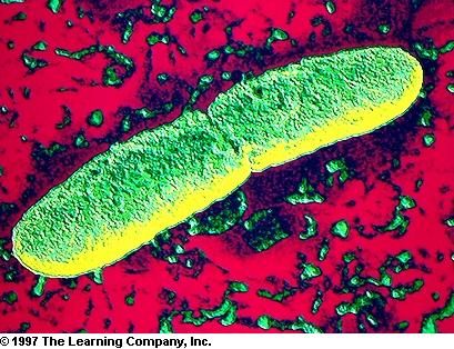 bubonic plague