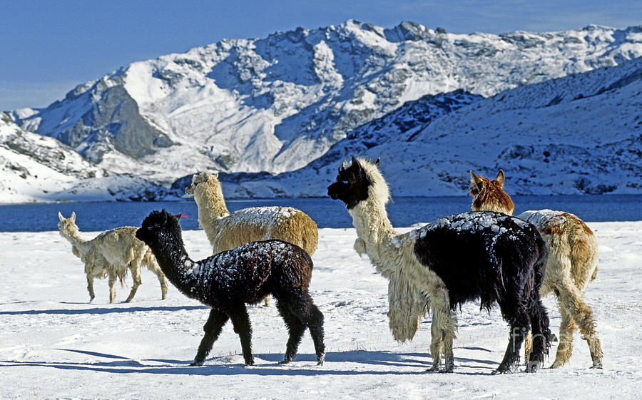 Alpacas in the snow