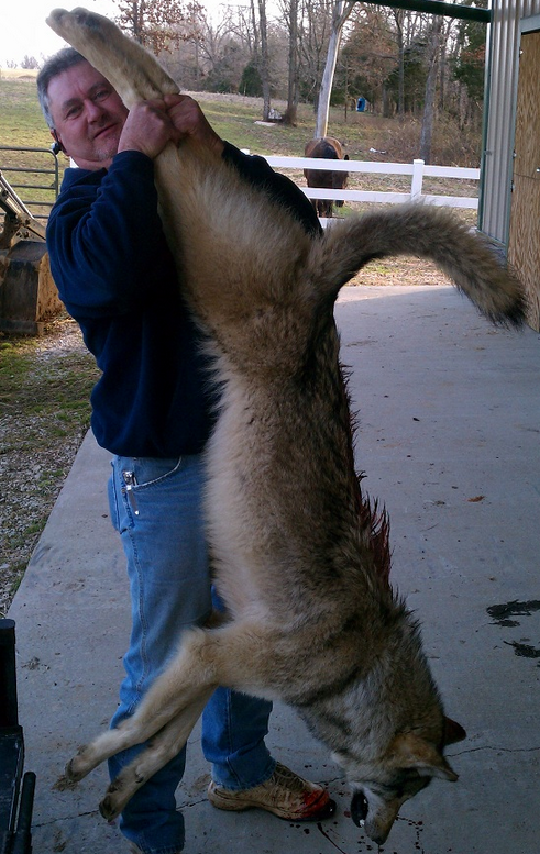 Dead Wolf_1