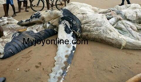 Ghana Mysterious Mammal 2
