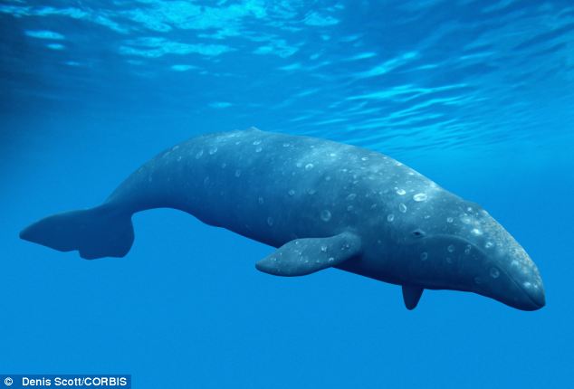 Whale