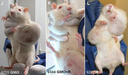 rats, tumors