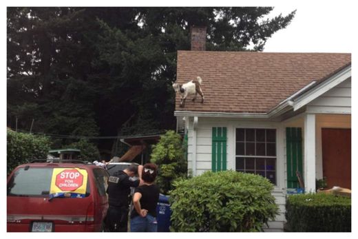 Goat on Roof