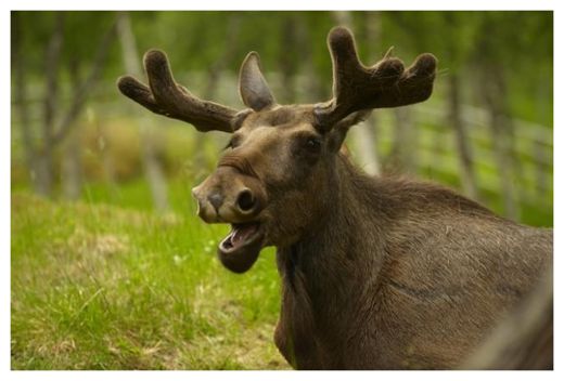 Drunk Elk