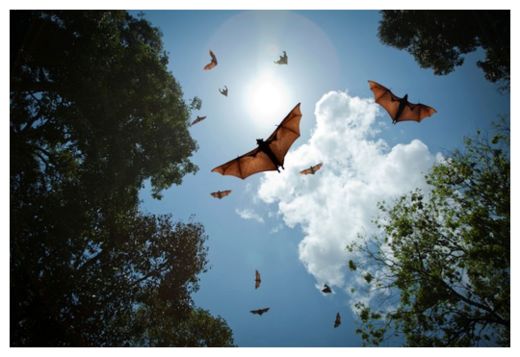 Bats