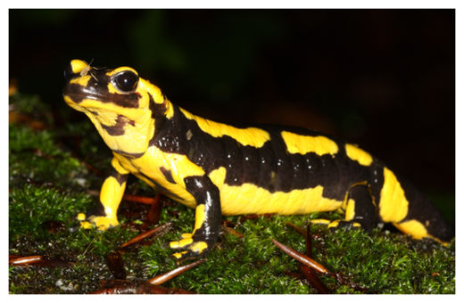 Click to enlarge Salamander