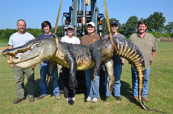 Trammell alligator 