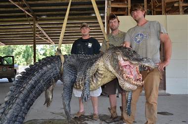Click to enlarge alligator
