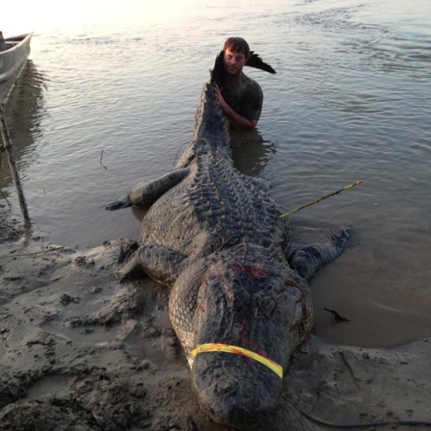 Click to enlarge alligator