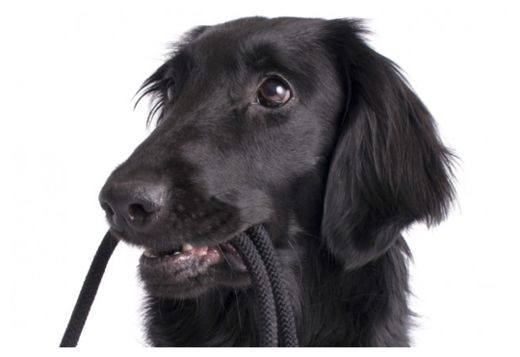 Remote Controlled Dogs