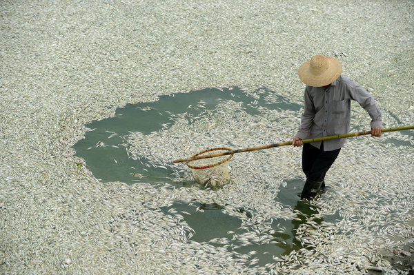 Fu River Dead Fish