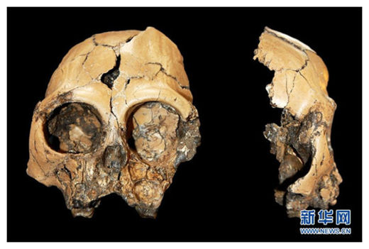 Click to enlarge Fossilized Cranium