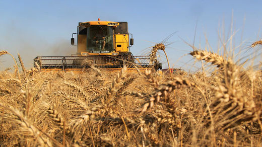 Wheat harvester