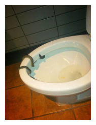 Click to enlarge Snake in Toilet