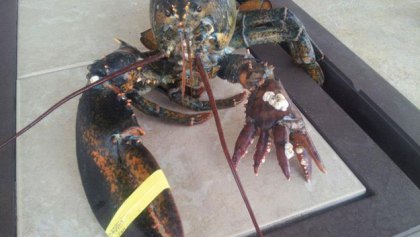Lobster