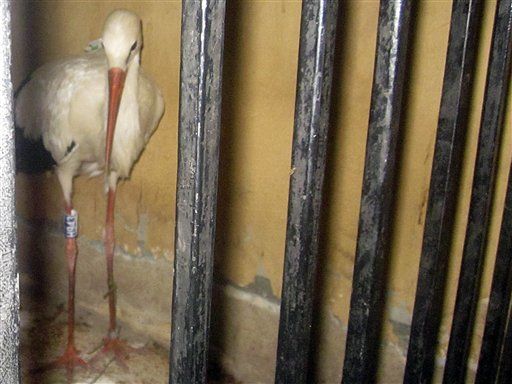 Stork Spy?