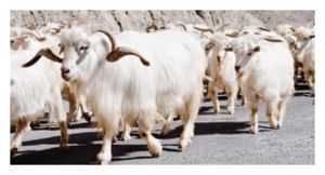 Changra goats