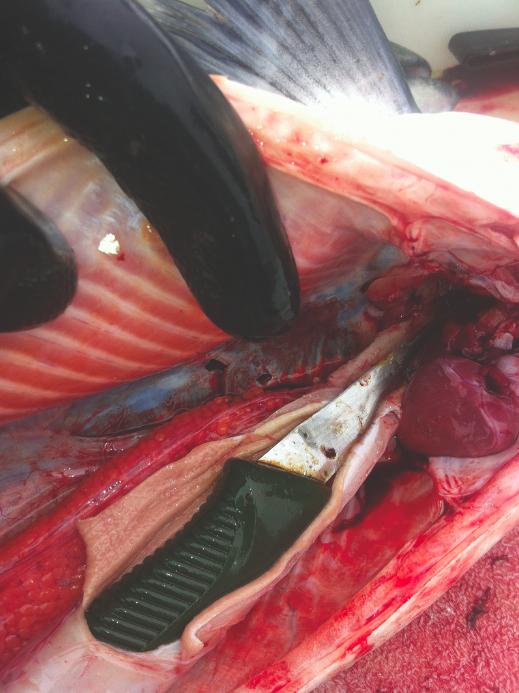 Knife in Fish