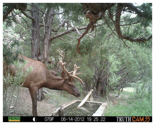 Click to enlarge Elk