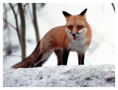 Fox