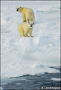Click to enlarge polar bears