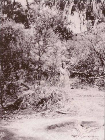 Click to enlarge The Watcher