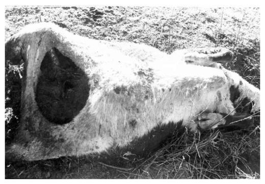 Click to enlarge Mutilated Cow