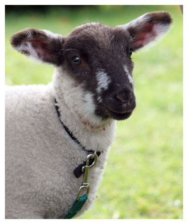 Click to enlarge Pet Lamb