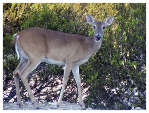 WhiteTail Deer