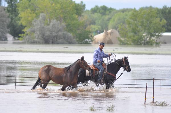 Click to enlarge Tommy Meyer leads one of his horses