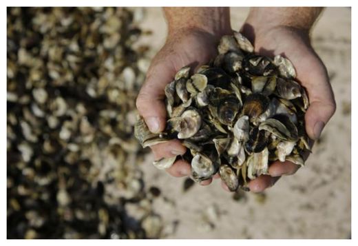 Click to enlarge Oysters