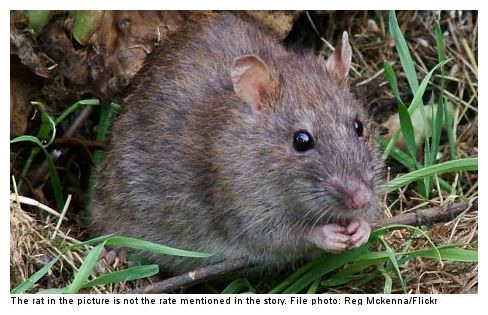 Rat