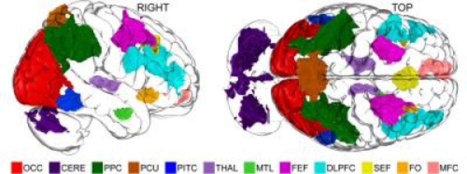 Brain Activity
